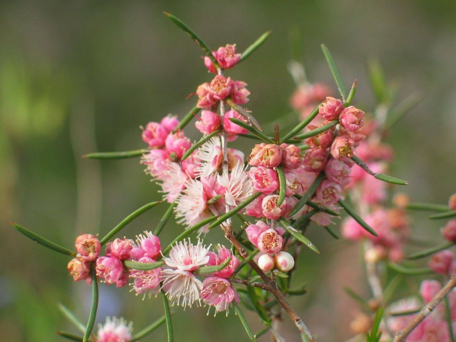 Вертикордия крупная