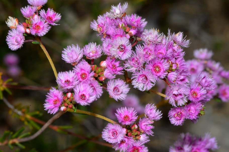 Вертикордия Расписная