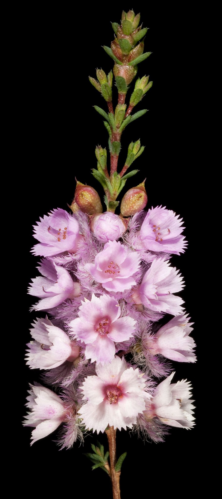 Цветы семейство кустовых