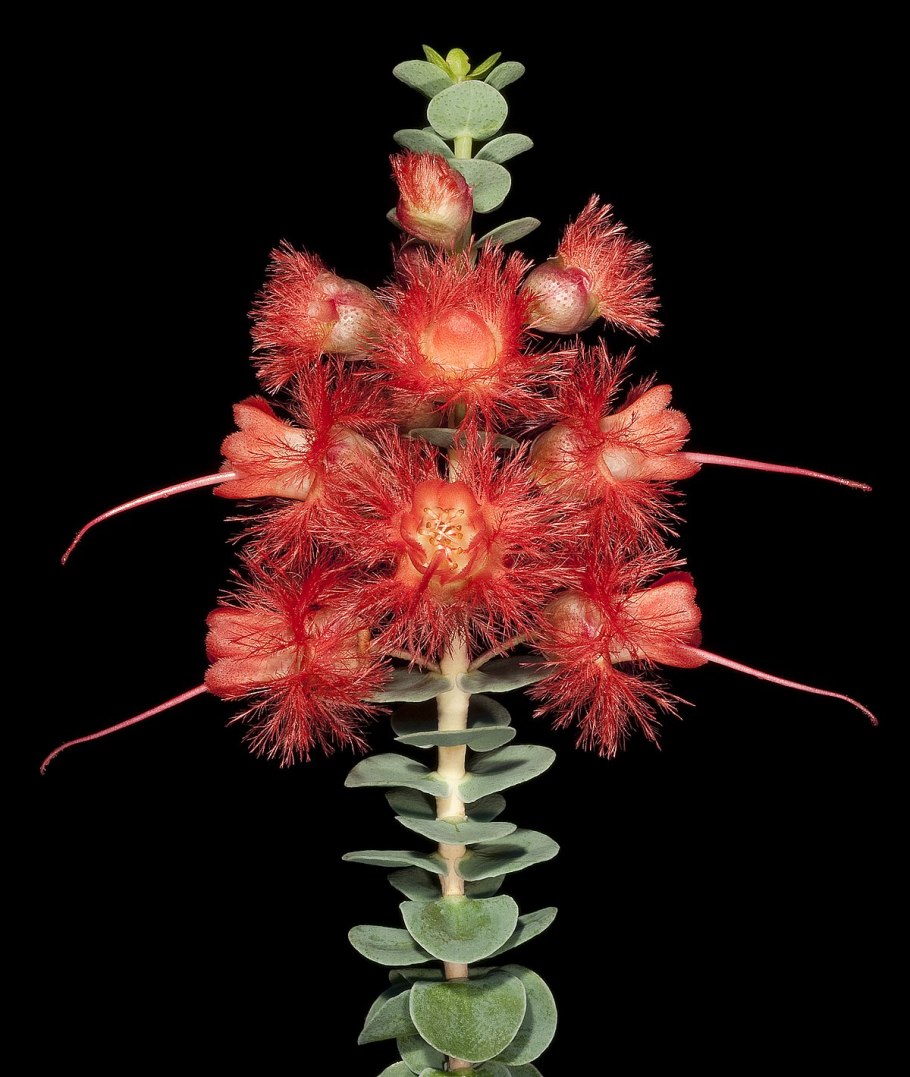 Hypocalymma robustum