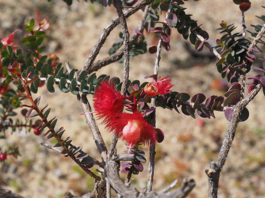 Вертикордия крупная
