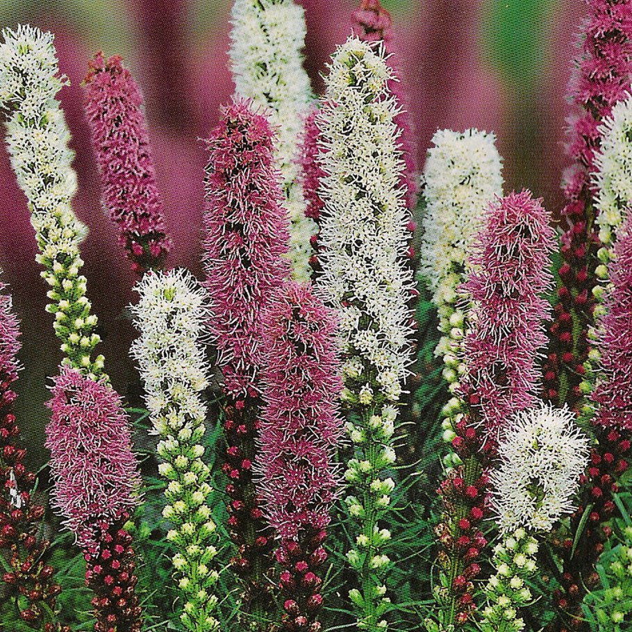 Verticordia polytricha