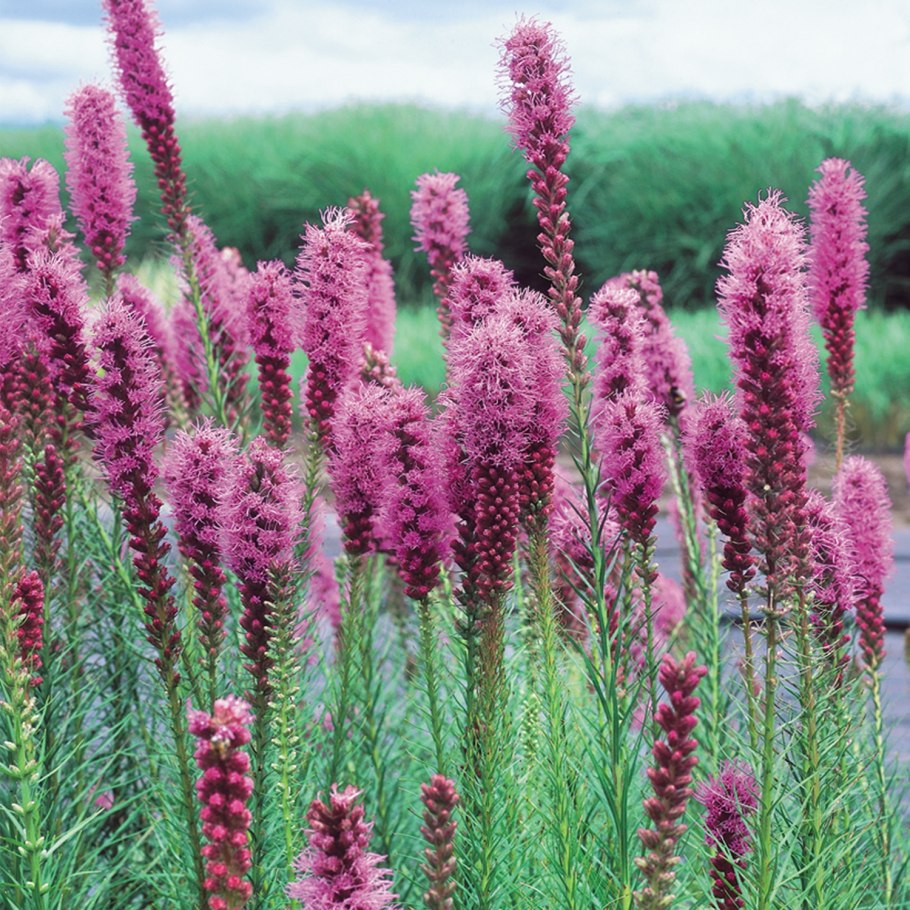 Метёлка цветок медонос