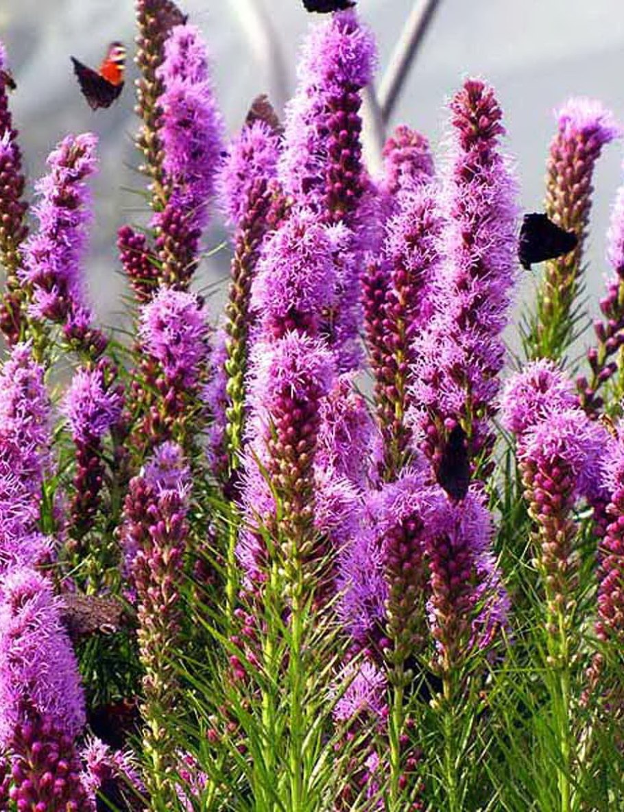 Обои для рабочего стола Венера Вертикордия