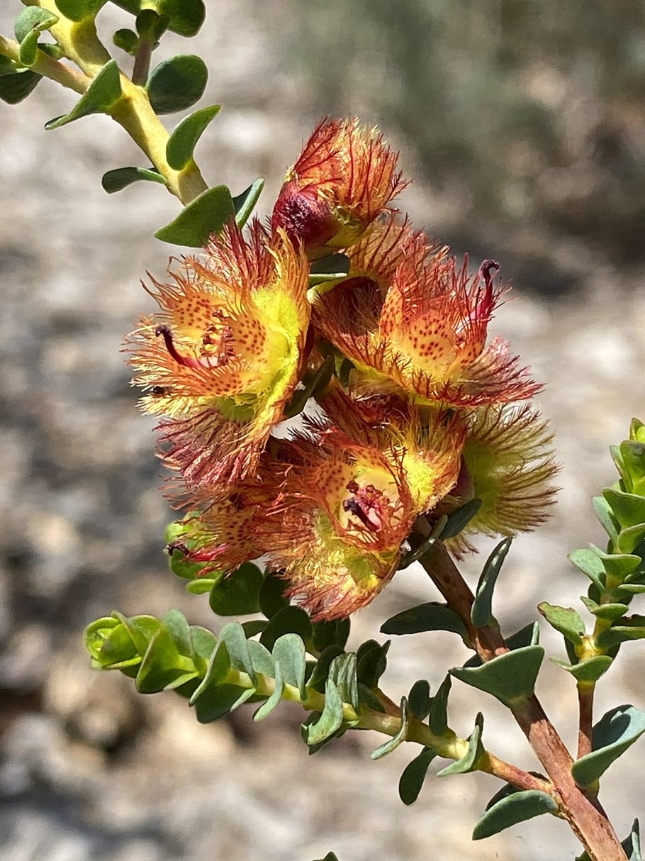Hypocalymma robustum