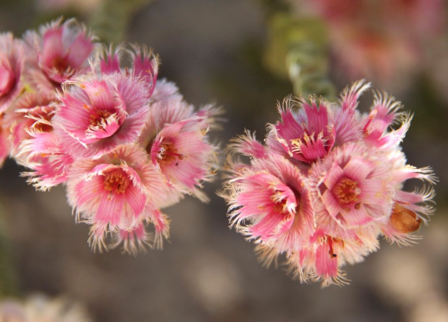 Вертикордия крупная