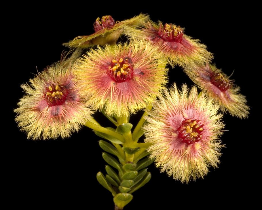 Hypocalymma robustum