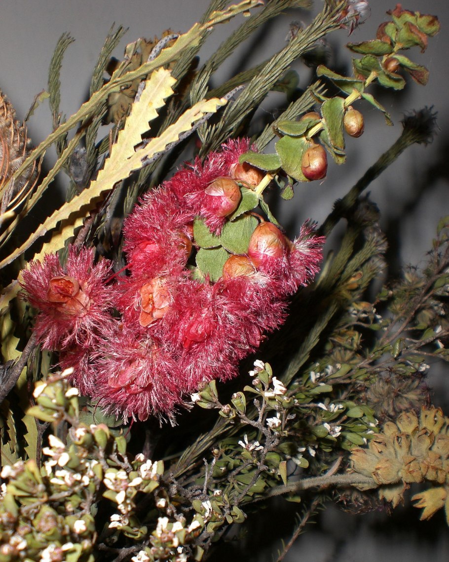 Вертикордия