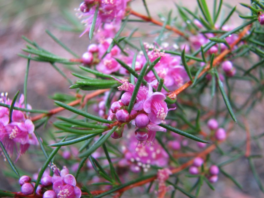 Лиатрис посадка и уход в открытом грунте фото отзывы