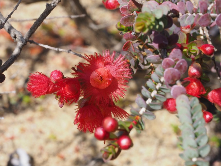 Как долго цветет кустарник Вертикордия