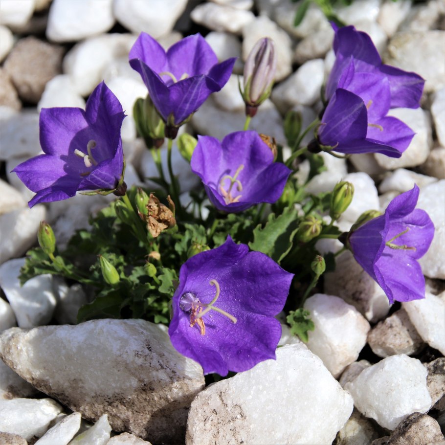 Колокольчик Карпатский Перл Уайт