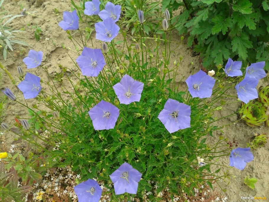 Колокольчик Карпатский (Campanula Carpatica)
