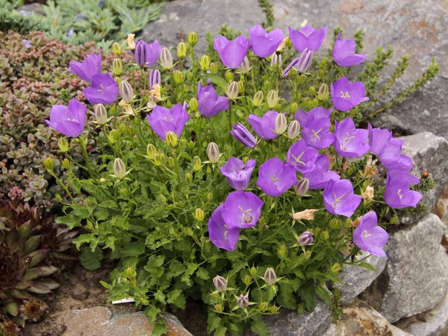 Колокольчик Карпатский (Campanula Carpatica)