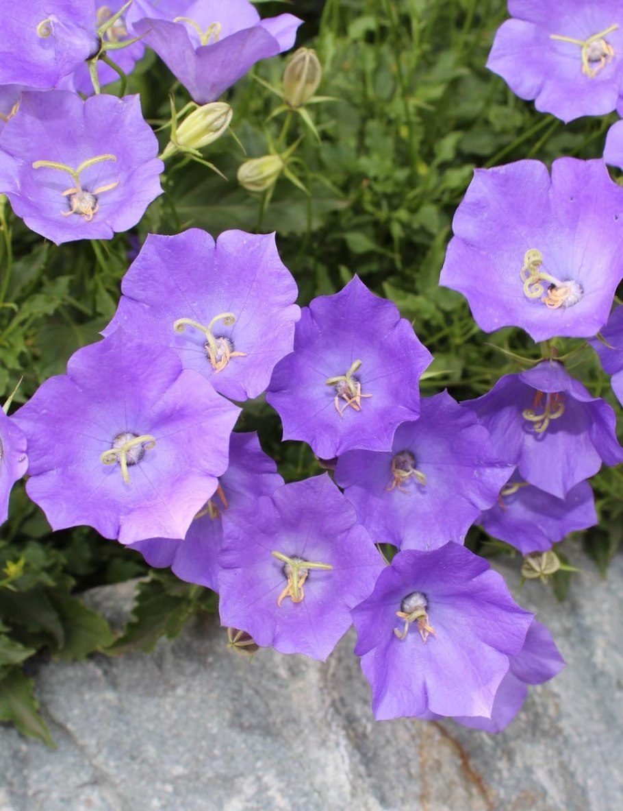 Колокольчик карпатский блю клипс