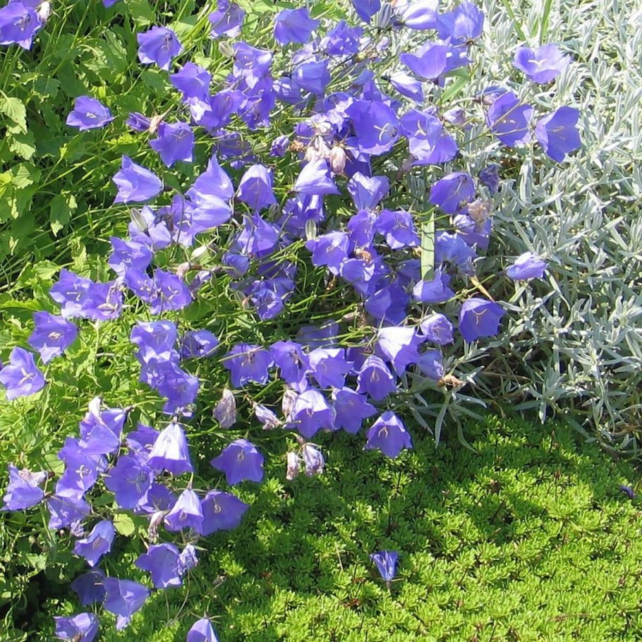 Колокольчик Карпатский "Samantha"