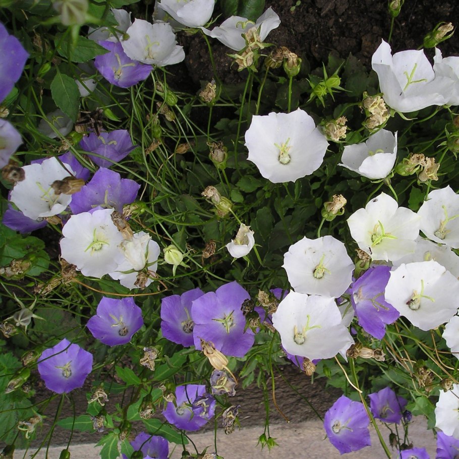 Кампанула Карпатский колокольчик