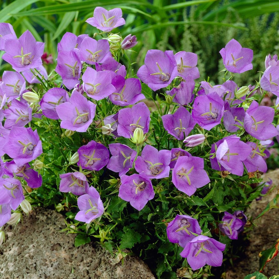 Колокольчик Карпатский Уайт клипс