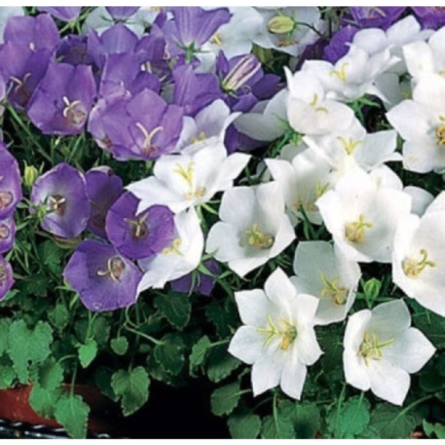 Колокольчик карпатский микс