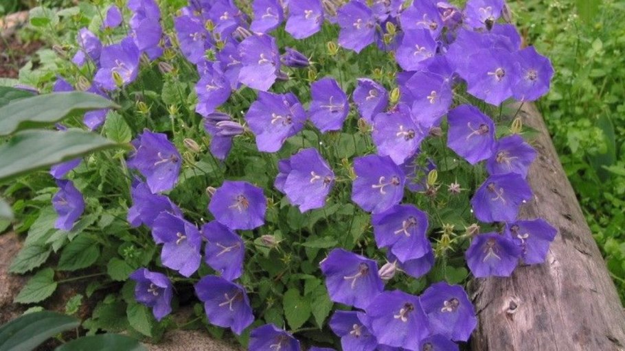 Колокольчик Карпатский Белогорье