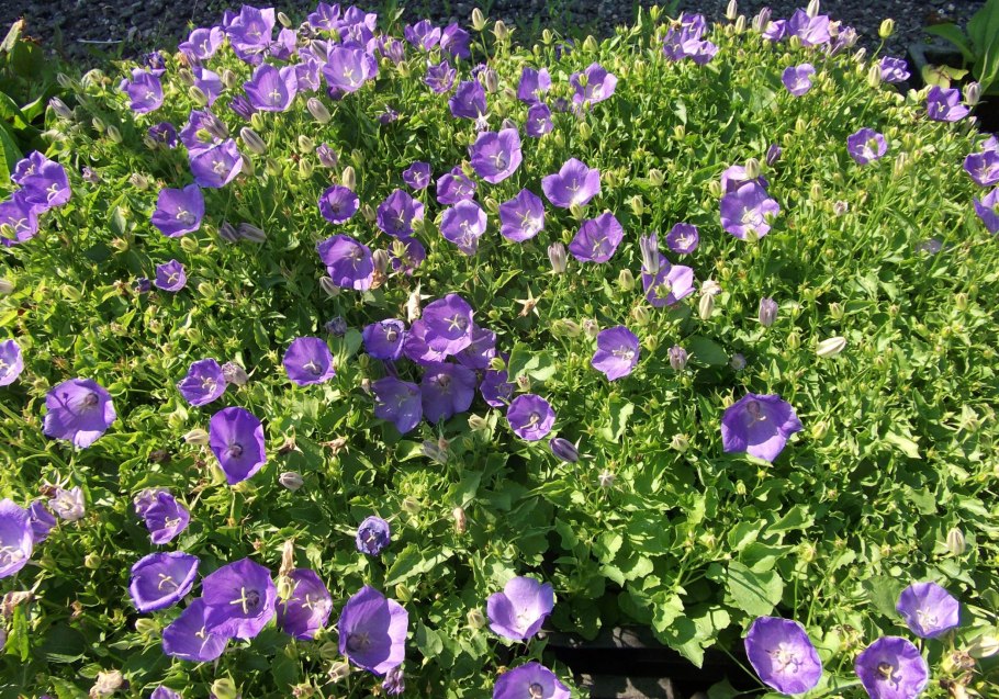 Кампанула Карпатский колокольчик