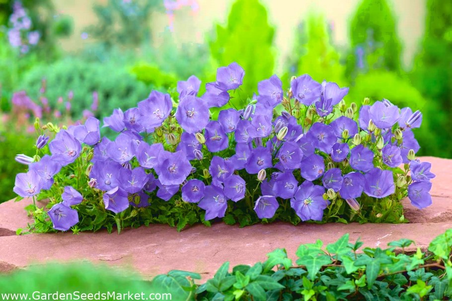 Колокольчик Карпатский Альба