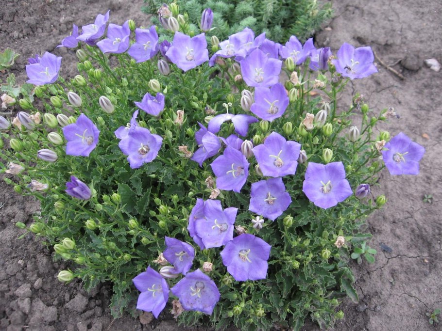 Кампанула Карпатский колокольчик