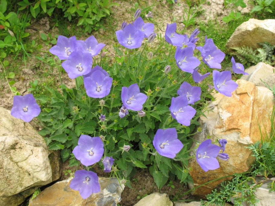 Колокольчик Карпатский (Campanula Carpatica)