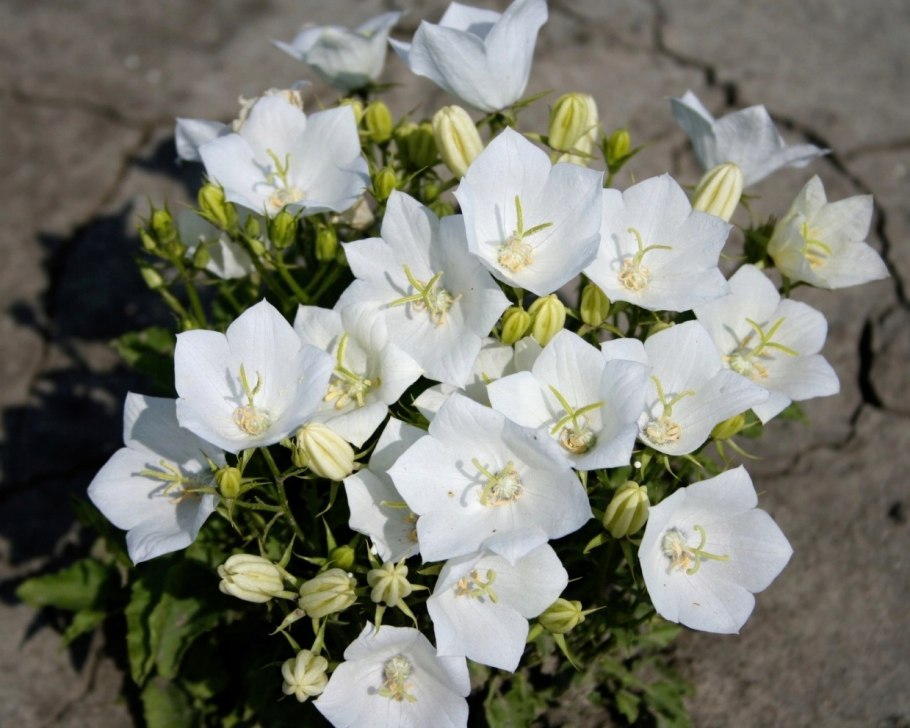 Колокольчик карпатский альба