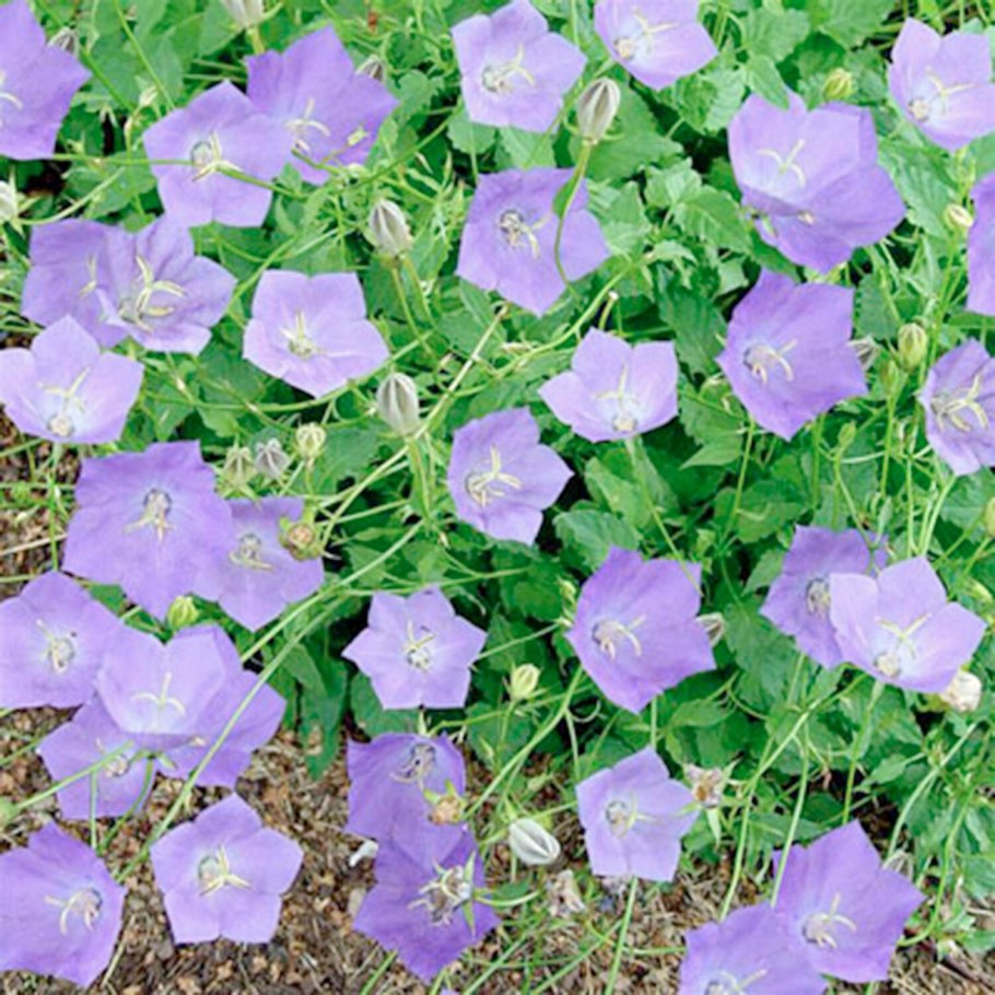 Колокольчик Карпатский Перл дип Блю