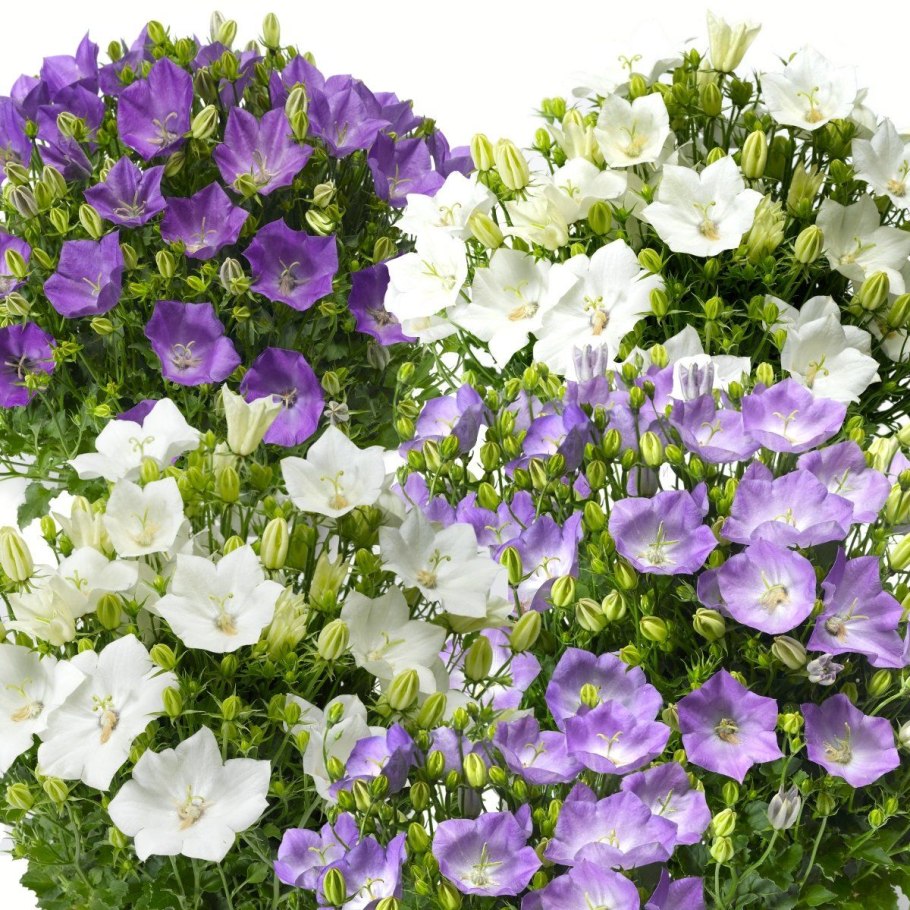 Колокольчик карпатский изабель