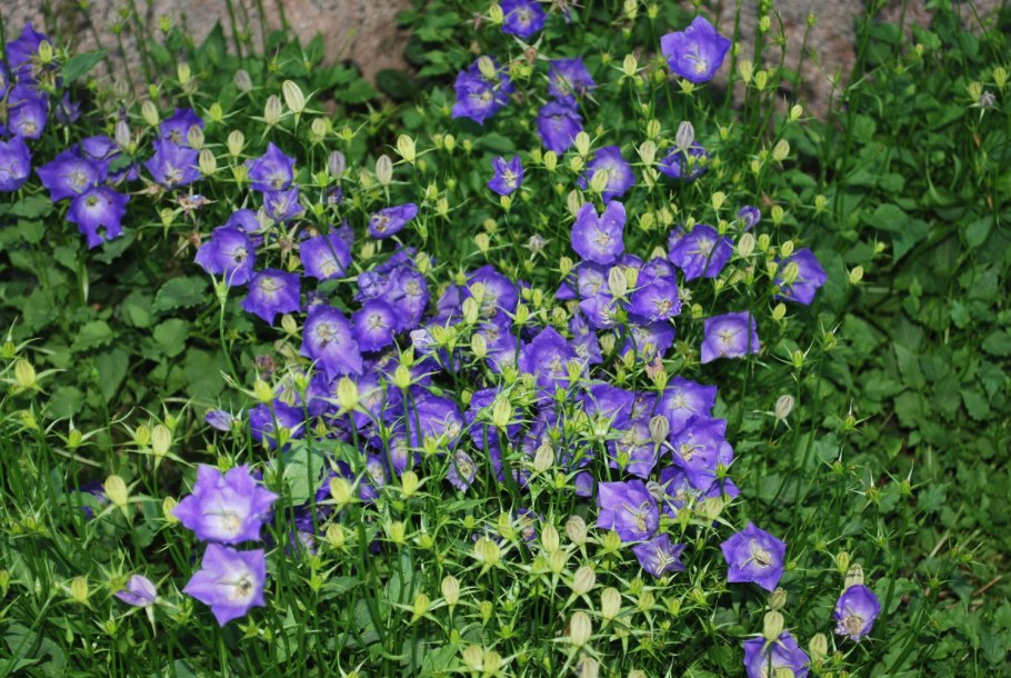 Колокольчик Карпатский Карпатенкроне