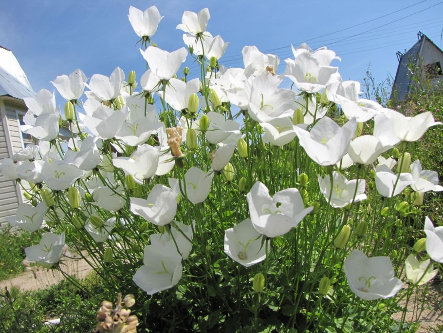 Колокольчик Карпатский Вайс клипс