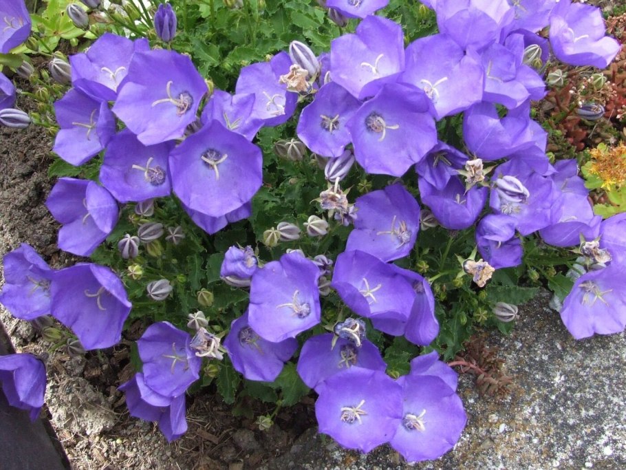 Колокольчик карпатский блю клипс