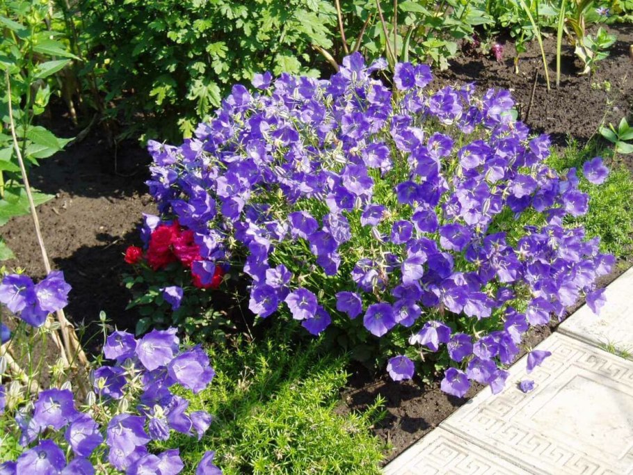 Колокольчик карпатский (campanula carpatica)