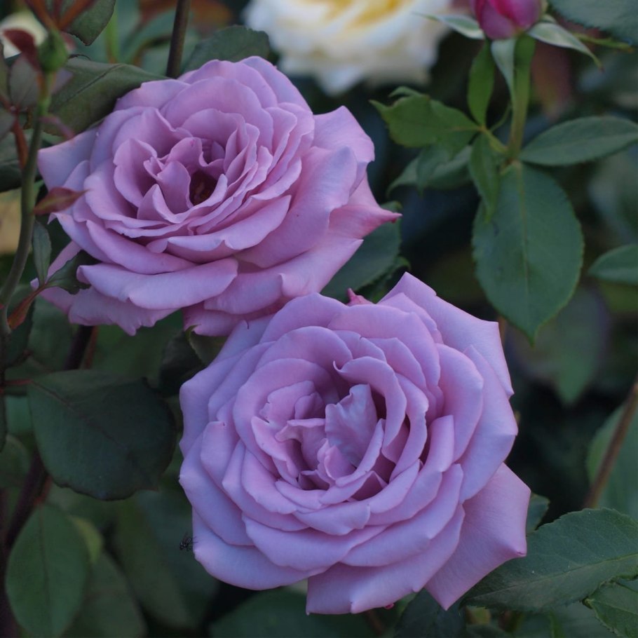 Сиреневая плетистая роза Индиголетта