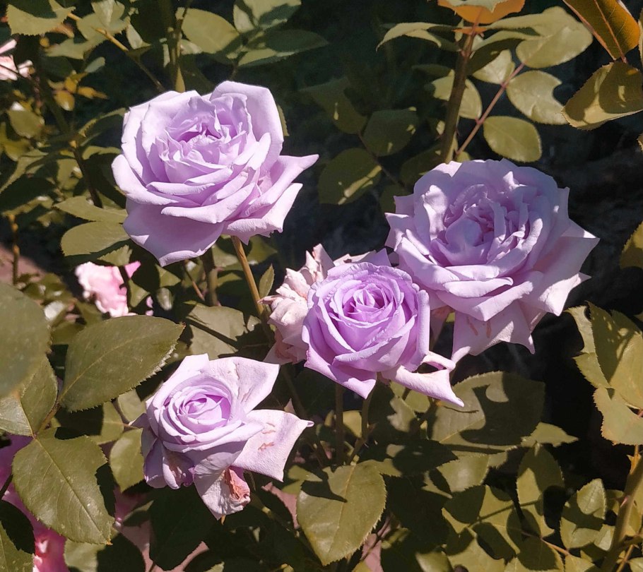 Индиголетта роза плетистая