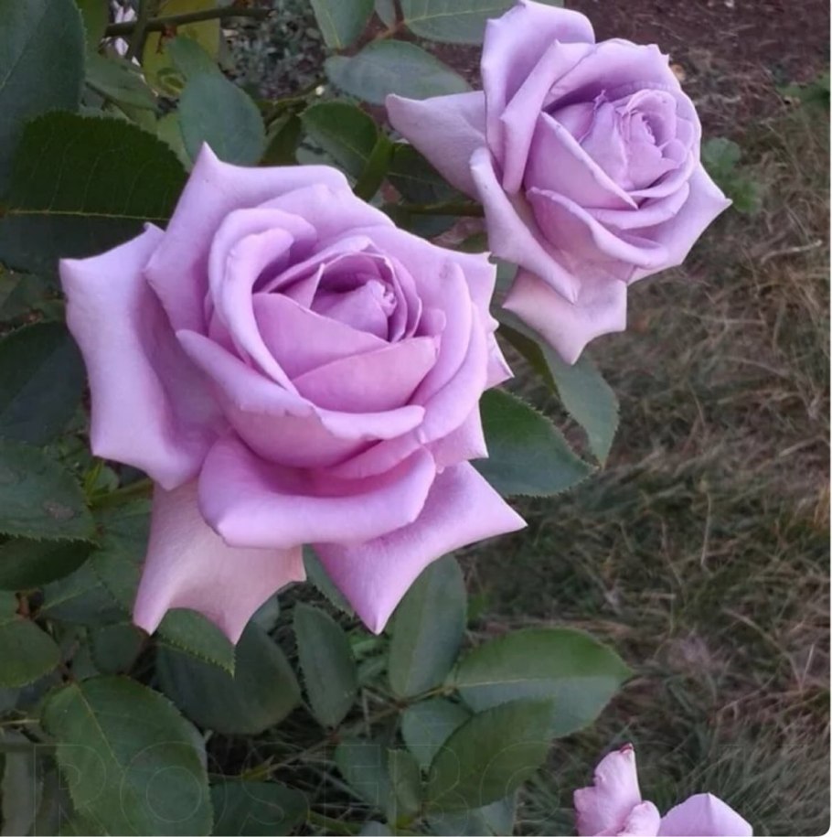 Роза Майнцер Фастнахт