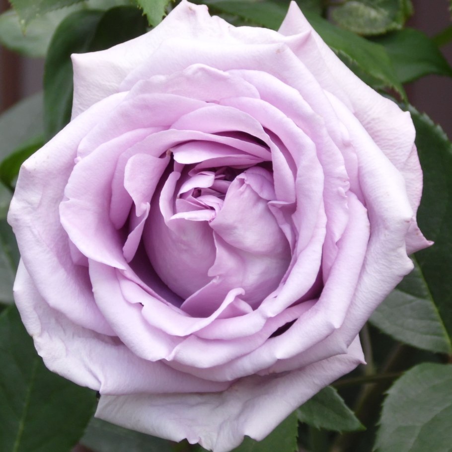 Индиголетта роза плетистая