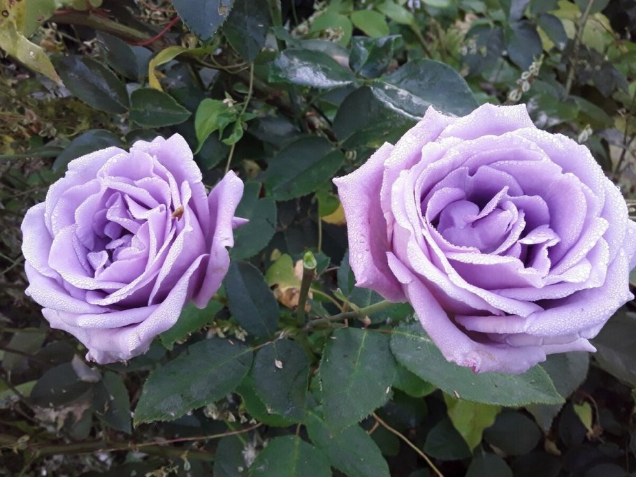 Индиголетта плетистая