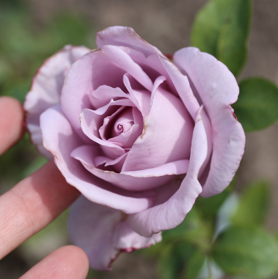 Роза роза Индиголетта