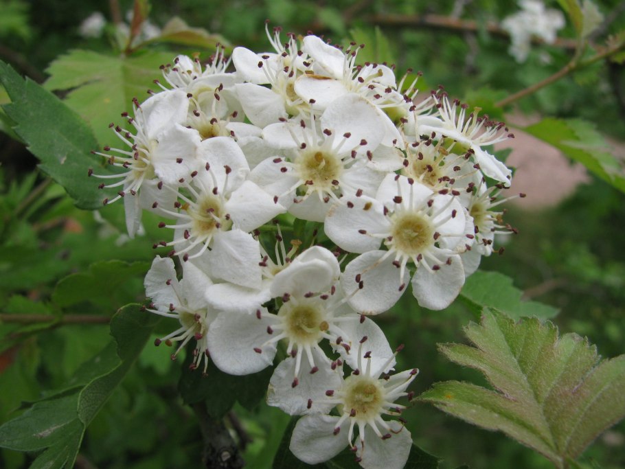 Crataegus turkestanica