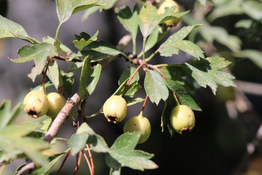 Crataegus turkestanica