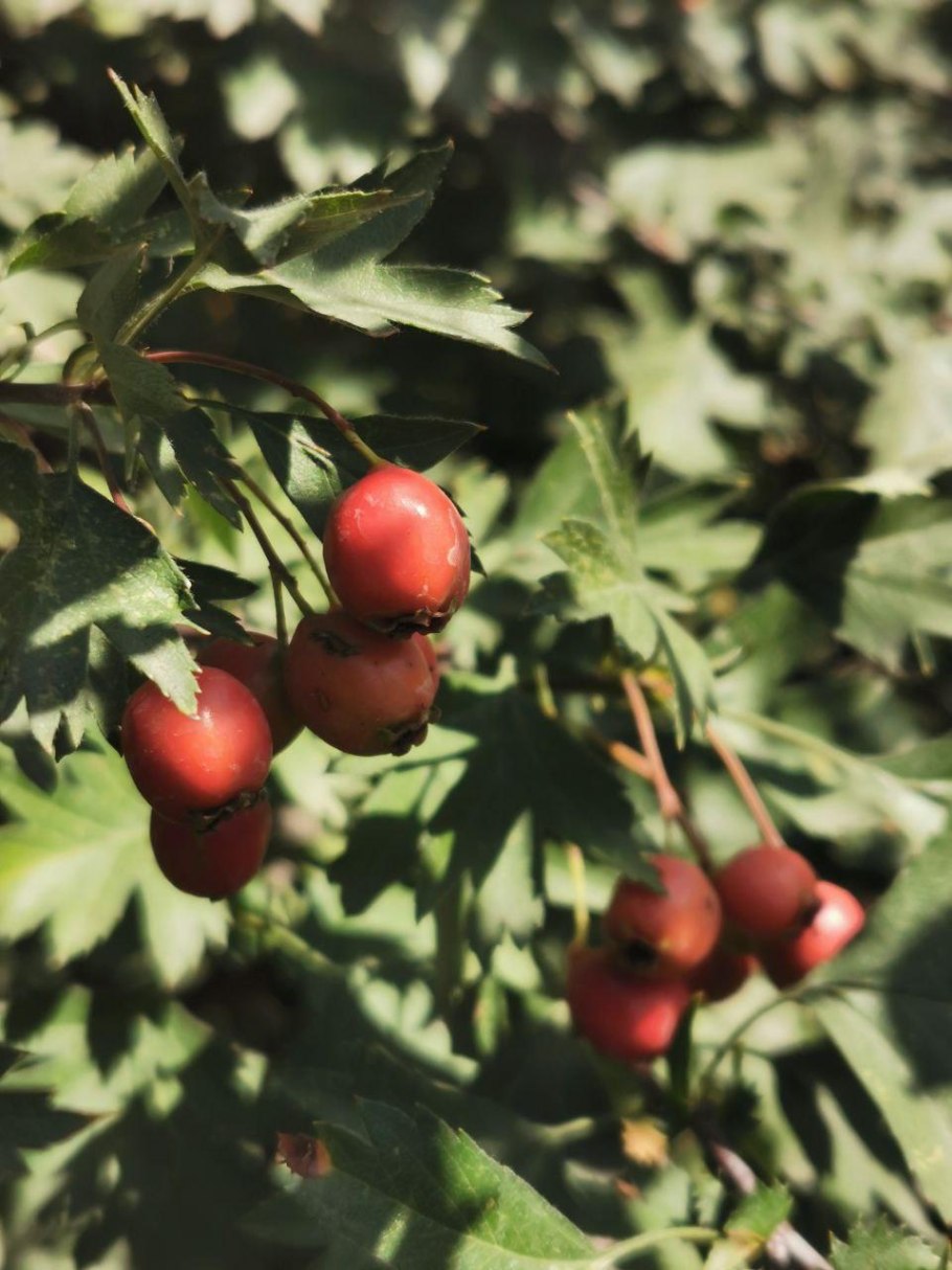 Боярышник Дулана