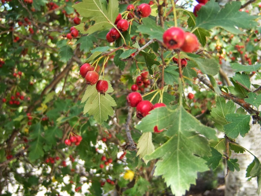 Боярышник мягковатый куст