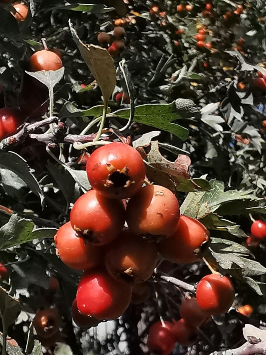 Боярышник клинолистный