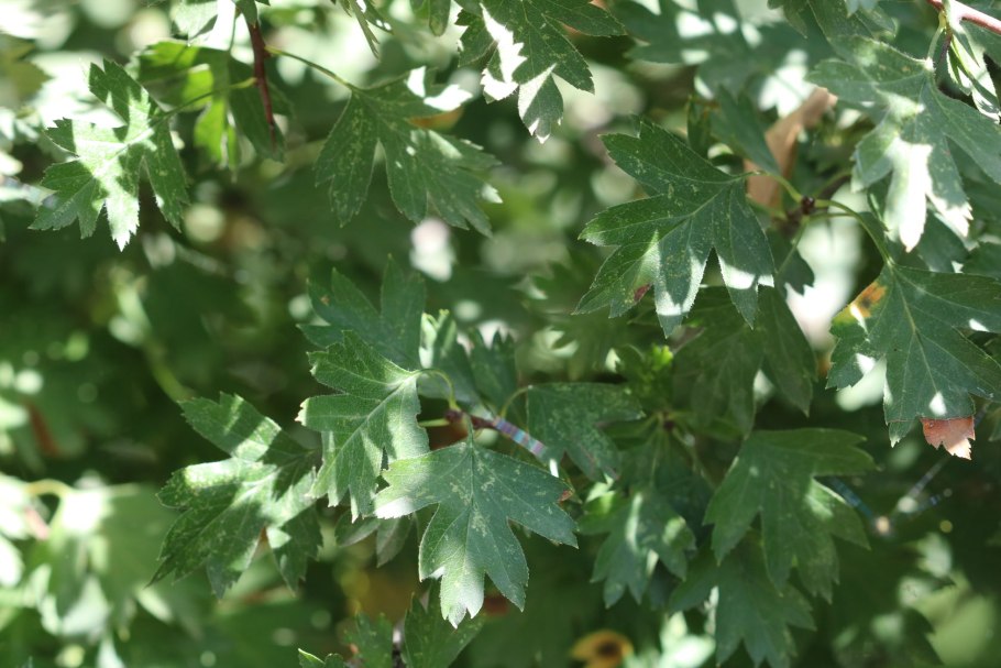 Боярышник сонгарский