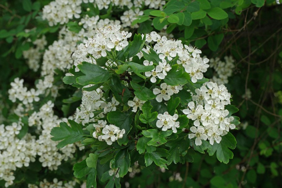 Crataegus turkestanica