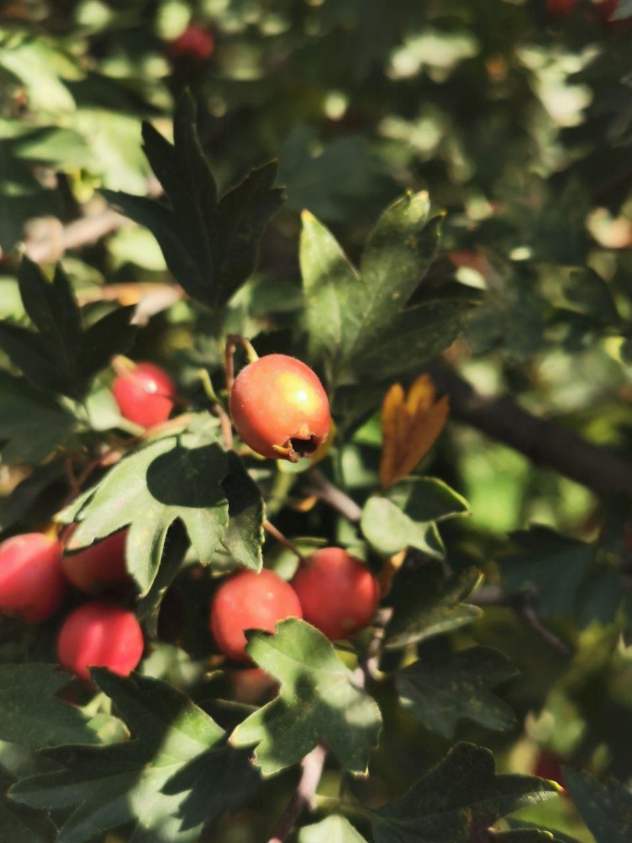 Боярышник садовый крупноплодный дерево