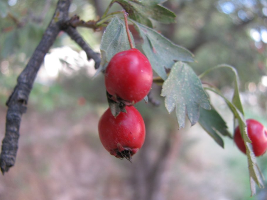 Боярка Понтийский боярышник