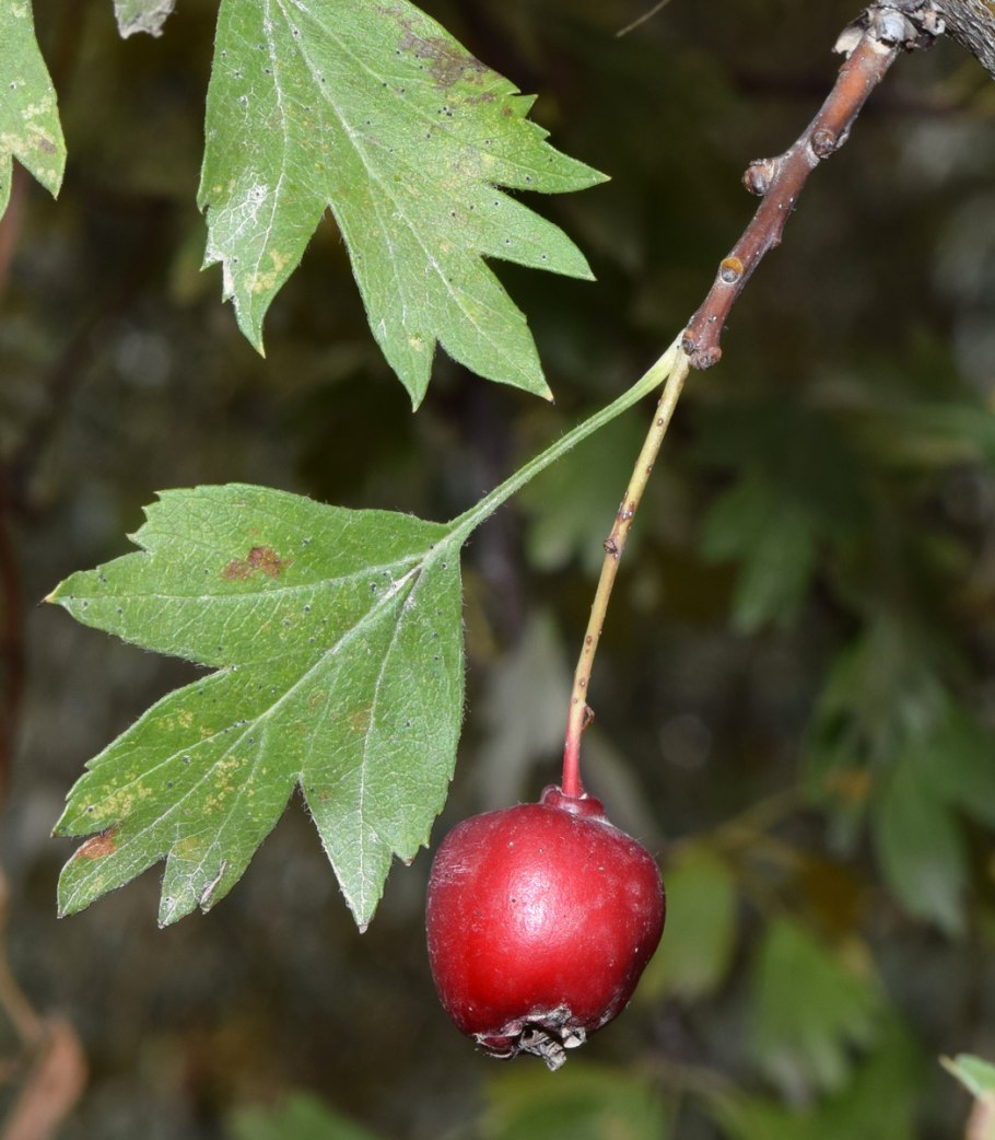 Crataegus orientalis